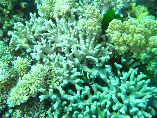 Clown fish in a sea anenome