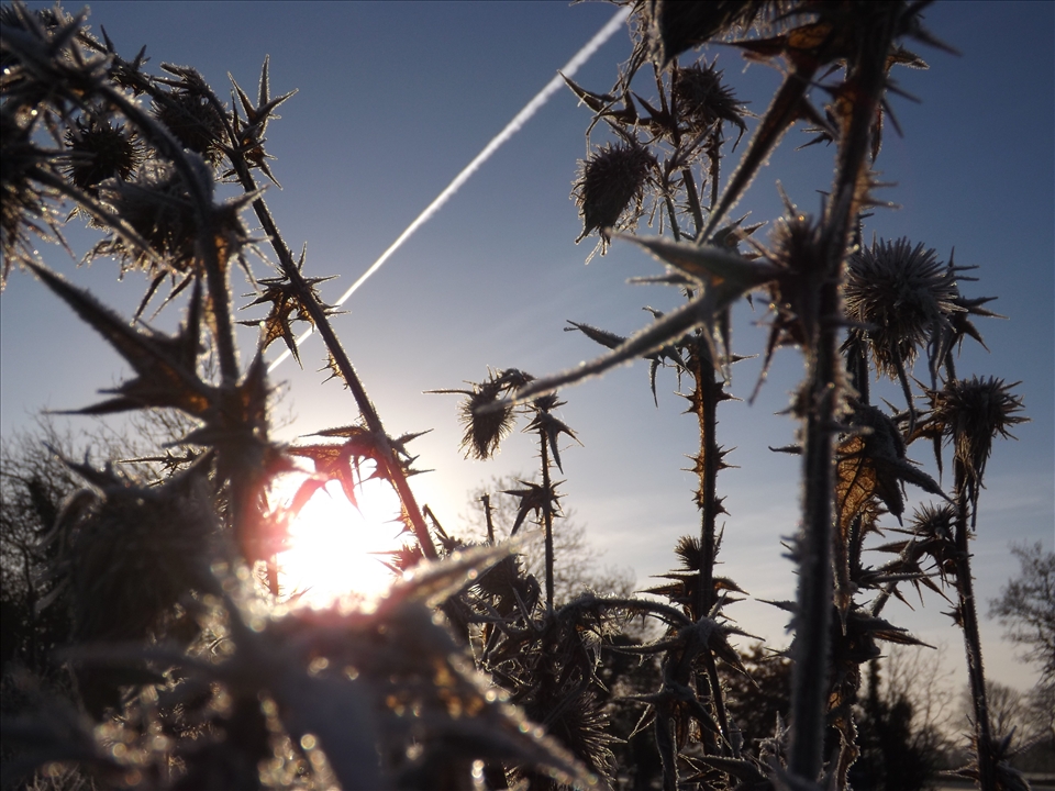 frosty plants at sunrise