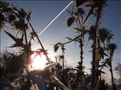 frosty plants at sunrise: by michaellawler, Views[325]