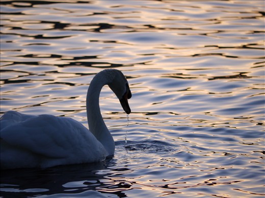 the golden  hour at its best this lone swan making its way up the river shannon cougt my eye