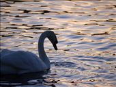the golden  hour at its best this lone swan making its way up the river shannon cougt my eye: by michaellawler, Views[338]
