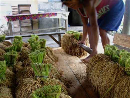 Rice in the Ifugao is planted and harvested by hand.  Men carry the ~60kilo load over their shoulder and hike barefoot back to their homes.     