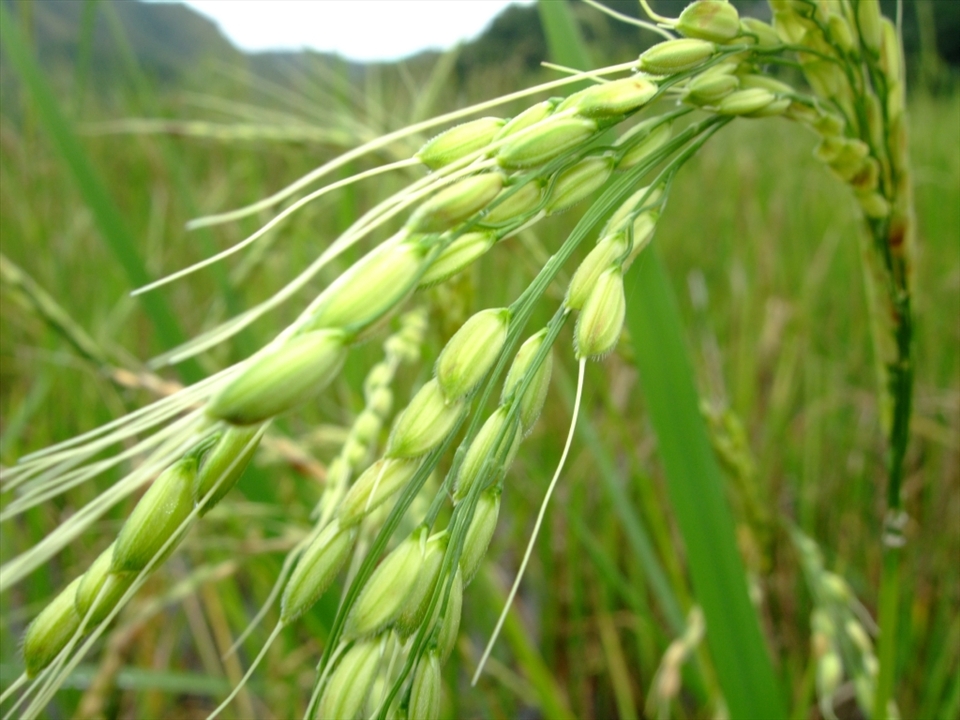 Individual grains of rice grow to create a commodity that has become the life-force of the Ifugao people for generations.  