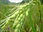 Individual grains of rice grow to create a commodity that has become the life-force of the Ifugao people for generations.  : by michal, Views[671]
