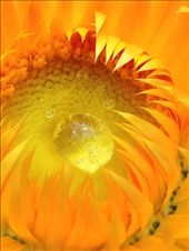 by micheleangelo, Views[245]