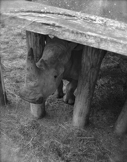 Baby Rhino starting the day.
