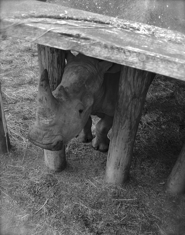 Baby Rhino starting the day.