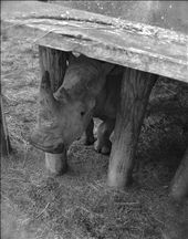 Baby Rhino starting the day.: by michelle0606, Views[196]