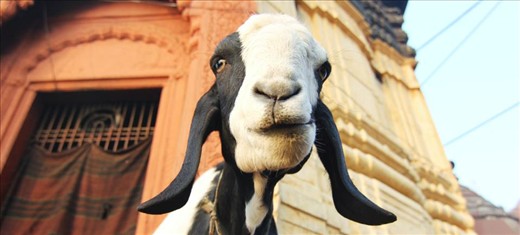 When jetlag made our sleep impossible, we tagged along as a friend took a 5am tour in Varanasi, India of the ghats. The city was just waking up and yet, each junction was energetic as people headed to work or children to school. Our guide walked us through the street, nonchalantly ignoring the speeding rickshaws flying past us. It was our first day in India and the strangeness was overwhelming. This picture was taken atop a looking out point near the burning ghat. I was so stunned by all that I had seen in half an hour that I barely noticed the two goats staring me down.