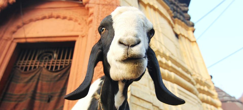 When jetlag made our sleep impossible, we tagged along as a friend took a 5am tour in Varanasi, India of the ghats. The city was just waking up and yet, each junction was energetic as people headed to work or children to school. Our guide walked us through the street, nonchalantly ignoring the speeding rickshaws flying past us. It was our first day in India and the strangeness was overwhelming. This picture was taken atop a looking out point near the burning ghat. I was so stunned by all that I had seen in half an hour that I barely noticed the two goats staring me down.