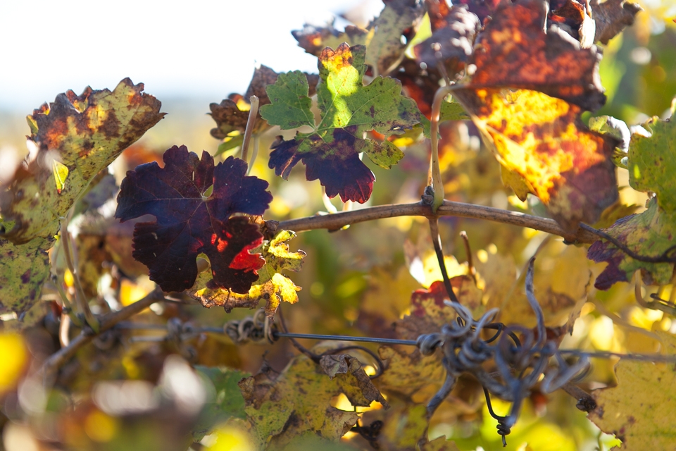 Wine farms in the valley produce some of the best wines in the country, shiraz being the flagship variety. This time of the year the vineyards are a colour feast – green, yellow, brown and deep red. 