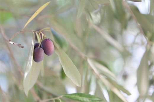 Apart from fine wines, the area is one of South Africa’s' biggest olive producing regions and olive trees are found everywhere – this one is happily growing in front of an art gallery.