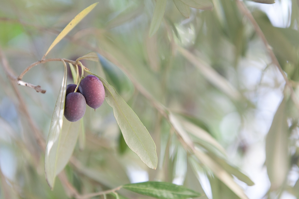 Apart from fine wines, the area is one of South Africa’s' biggest olive producing regions and olive trees are found everywhere – this one is happily growing in front of an art gallery.