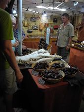 dead croc stuff at Mindil Beach. Croc claw back scrathcer anyone? :/ urgh: by michidoesoz, Views[240]