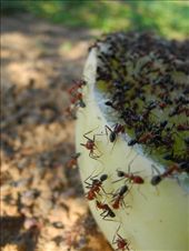 by michidoesoz, Views[136]