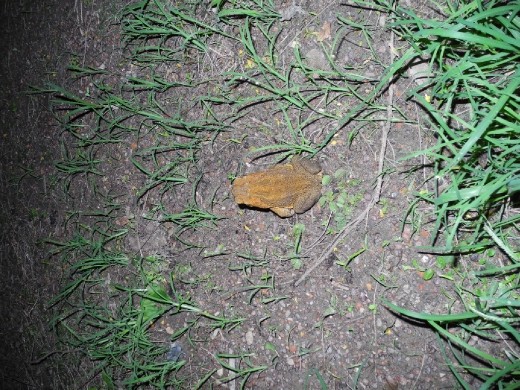 this is the villain! Sugar Cane Toad! pest. evil fucker is quite poisonous too. apparently. just another one of those things they get into the country without thinking it through properly and now it's causing havoc. clever.