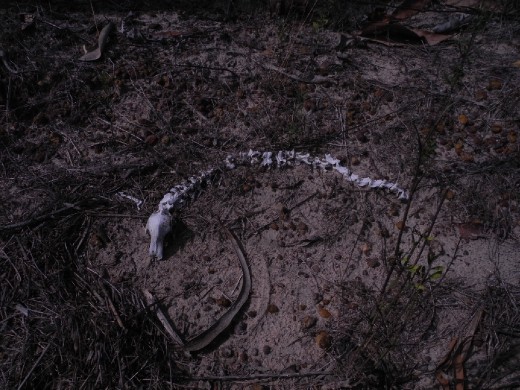 this is the only sighting of a snake so far. :D