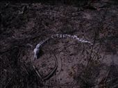 this is the only sighting of a snake so far. :D: by michidoesoz, Views[150]