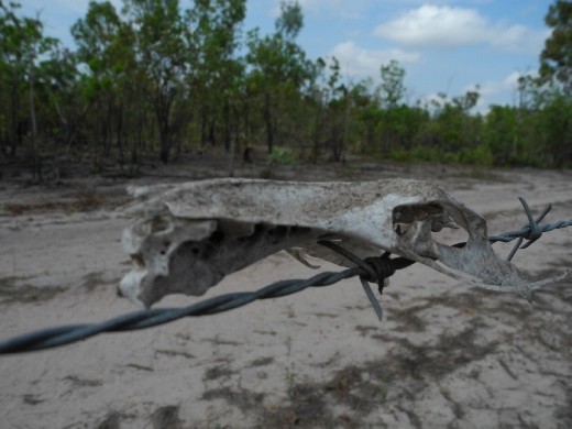 dragon skull. serious!