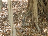 curlews! so cute!: by michidoesoz, Views[149]