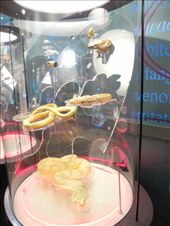 save place to check out some lovely natives. darwin museum: by michidoesoz, Views[222]