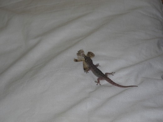 yeah go on have your dinner on my pillow.why not.