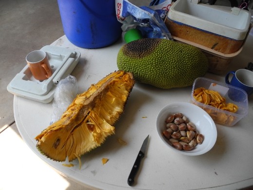 no work? bored? just cut open and prep a jackfruit. hours of fun!