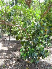 by michidoesoz, Views[275]