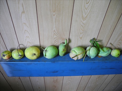 my little shelf of curiosities. tasty ones too.