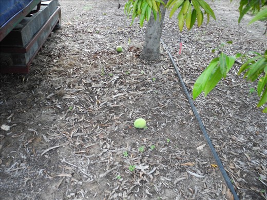 i didn't drop this. honest.