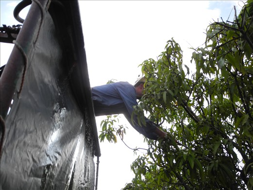 frenchie giving his best!