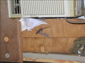 just some geckos mating in my room. : by michidoesoz, Views[253]