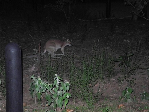 first close up encounter with a wallabie! :D