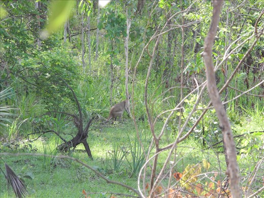 why ello there sir! it's a bigun. a roo? he did make funny warning slaps with his tail.