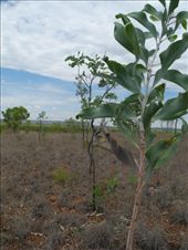 by michidoesoz, Views[177]