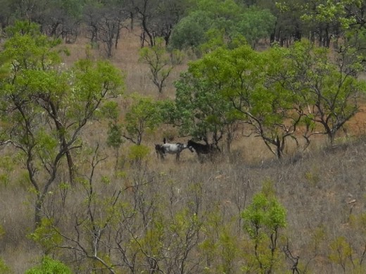 plenty of shy wild horses about too.