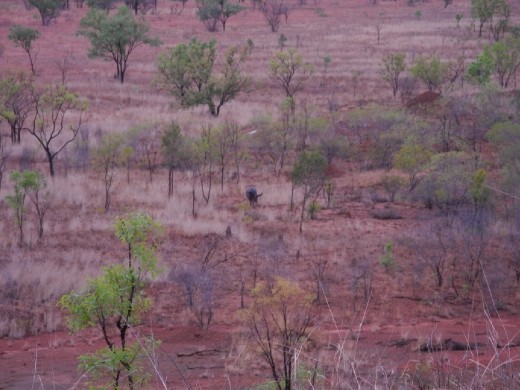 this is one big fat water buffalo. at safe distance. They do seem to run quite fast though. Lucky for us it chose the opposite direction. :)