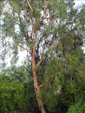 BATS! a lot of them! smelly buggers.: by michidoesoz, Views[229]