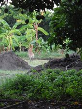 by michidoesoz, Views[192]