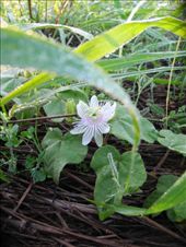 by michidoesoz, Views[161]