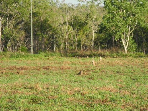 spot the wallabies! so many of them, everywhere! :D