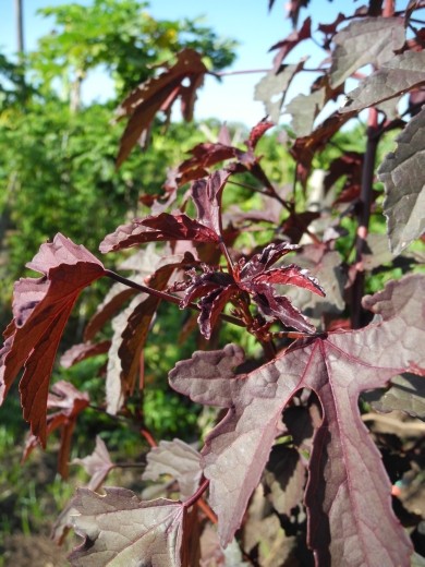 some edible red leaf. yumyum
