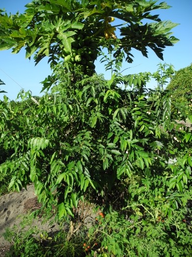 papayas everywhere. but this is Sweet Leaf infront of the papaya. another tasty green leaf to add to your salad.