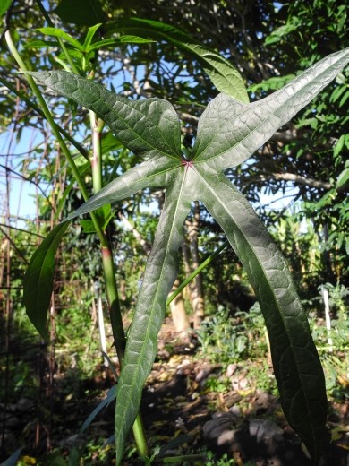 Ibika. another edible leaf!