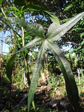 Ibika. another edible leaf!: by michidoesoz, Views[397]