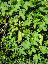 by michidoesoz, Views[151]