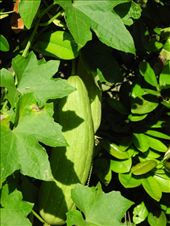 by michidoesoz, Views[144]