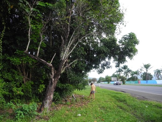 so this is when i actually arrived in cairn, the guys picked me up and we went straight into foraging :D