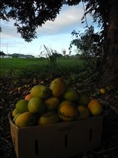 by michidoesoz, Views[151]