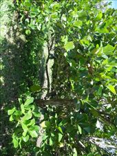 by michidoesoz, Views[142]